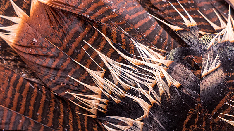 Close-up photo of turkey feathers
